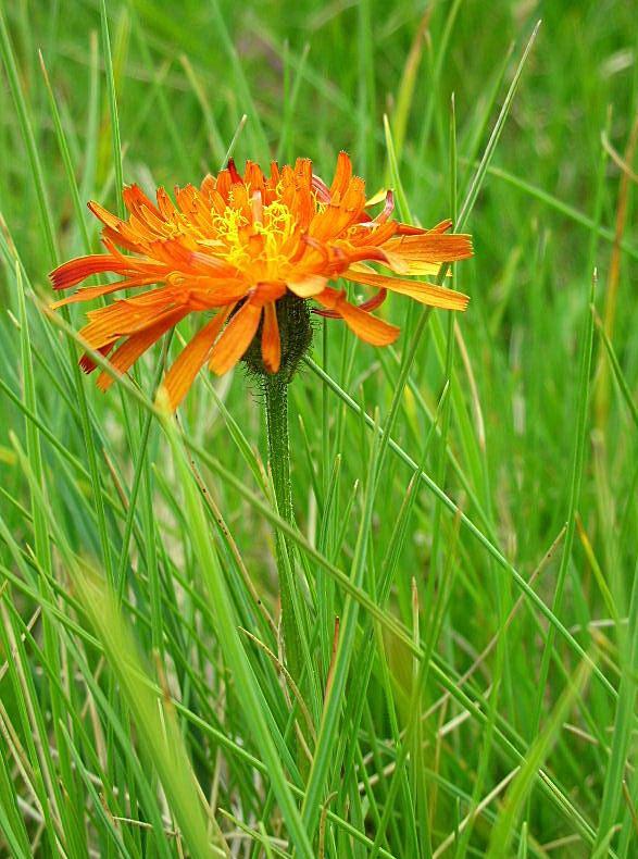 Crepis aurea / Radicchiella aranciata